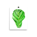Fiddle Leaf Fig Watercolor