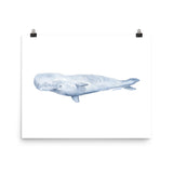 Sperm Whale Watercolor Art Print
