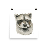 Baby Raccoon Face Watercolor