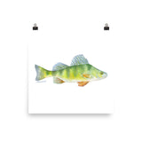 Perch Fish Watercolor