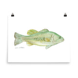 Largemouth Bass Watercolor