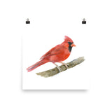 Red Cardinal Watercolor