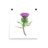 Thistle Flower Watercolor