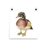 Wood Duck Watercolor
