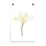White Magnolia Watercolor