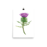 Thistle Flower Watercolor