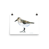 Sandpiper Watercolor