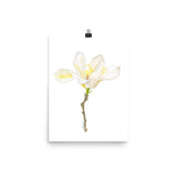 White Magnolia Watercolor
