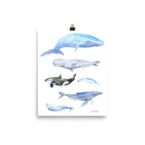 Whales Watercolor Art Print