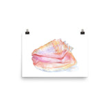 Conch Seashell Watercolor