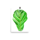 Fiddle Leaf Fig Watercolor