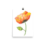 Orange Poppy Watercolor