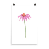 Pink Coneflower Wildflower Echinacea Daisy Watercolor Print