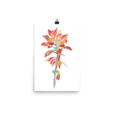 Indian Paintbrush Wildflower Watercolor Print