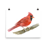 Red Cardinal Watercolor