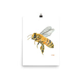 Honey Bee Watercolor