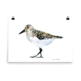 Sandpiper Watercolor
