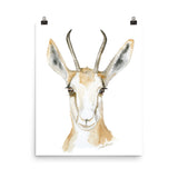 Springbok Antelope Watercolor