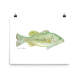 Largemouth Bass Watercolor