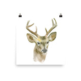 Mule Deer Buck Watercolor
