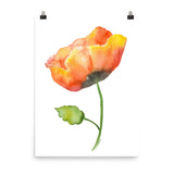 Orange Poppy Watercolor