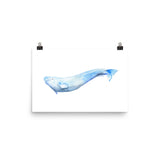 Beluga Whale Watercolor Print