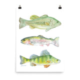 Fisherman's Watercolor Largemouth Bass, Rainbow Trout, and Perch