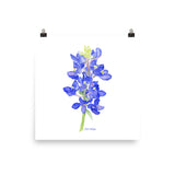 Bluebonnet Wildflower