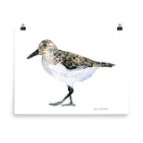 Sandpiper Watercolor