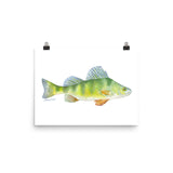 Perch Fish Watercolor