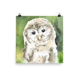 Barred Owl Watercolor