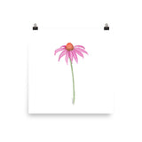 Pink Coneflower Wildflower Echinacea Daisy Watercolor Print