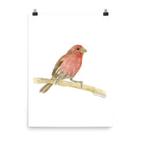 House Finch Bird Watercolor