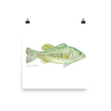 Largemouth Bass Watercolor