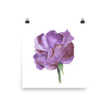 Purple Rose Watercolor
