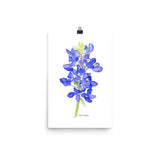 Bluebonnet Wildflower