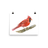 Red Cardinal Watercolor