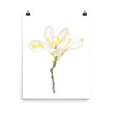 White Magnolia Watercolor