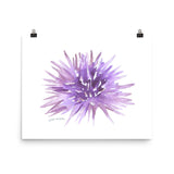 Sea Urchin Watercolor