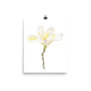 White Magnolia Watercolor