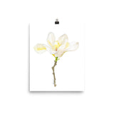White Magnolia Watercolor