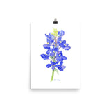 Bluebonnet Wildflower