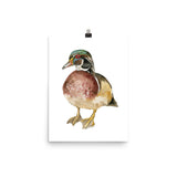 Wood Duck Watercolor