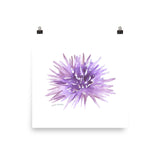 Sea Urchin Watercolor