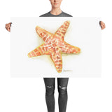 Sea Star Starfish Watercolor
