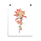 Indian Paintbrush Wildflower Watercolor Print