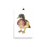 Wood Duck Watercolor