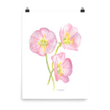 Pink Evening Primrose Wildflower watercolor