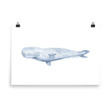 Sperm Whale Watercolor Art Print