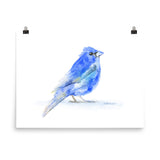 Indigo Bunting Watercolor Bird